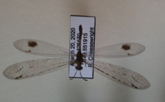 Glenoleon meteoricus