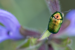 Cryptocephalus sericeus