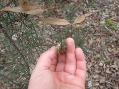 Hakea decurrens, photograph (c) Em Lamond, some rights reserved (CC BY)