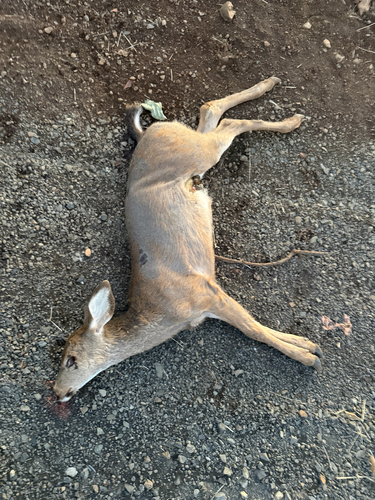 Columbian Black-tailed Deer