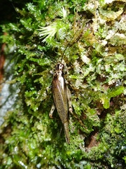 Parapentacentrus formosanus