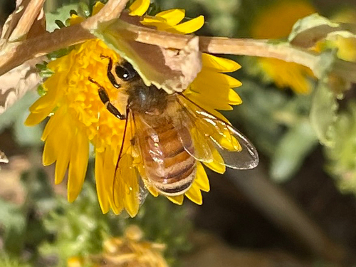 Western Honey Bee