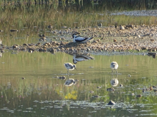 iNaturalist image