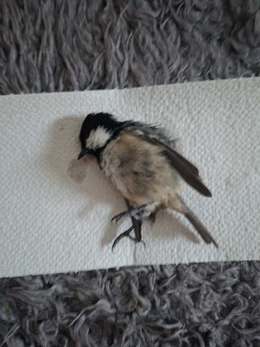 Coal Tit