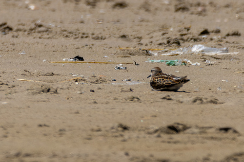 iNaturalist image