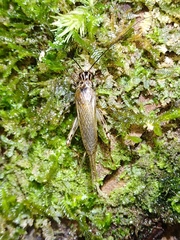 Parapentacentrus formosanus