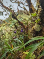 Dianella sandwicensis
