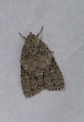 Acronicta immodica