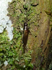Parapentacentrus formosanus