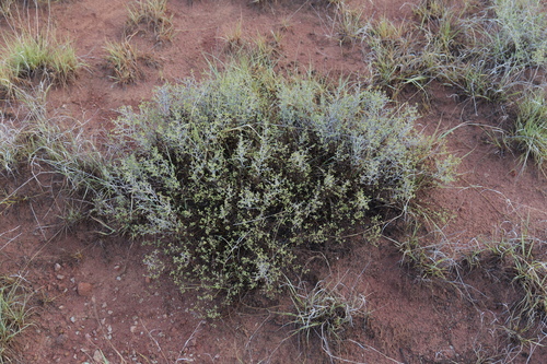 feather dalea