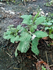 Heliotropium indicum