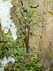 Parapentacentrus formosanus