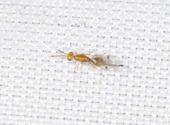 Megastigmidae