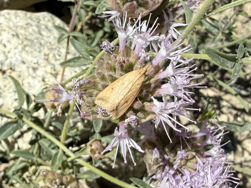 iNaturalist observation photo of Coyote-mint Pyrausta