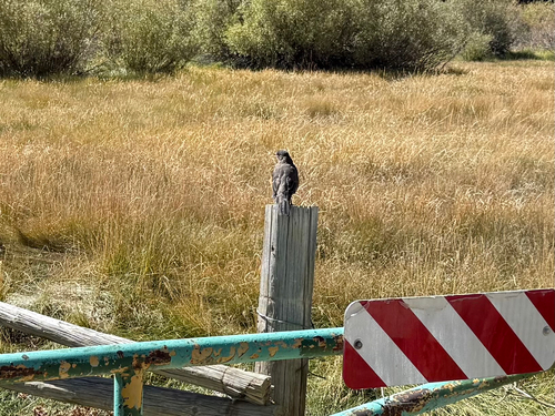 iNaturalist observation photo of American Robin