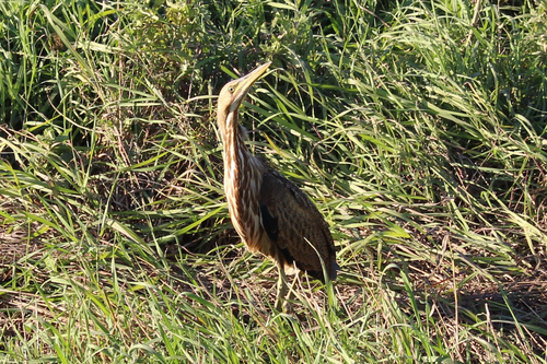 American Bittern