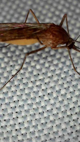 Winter Marsh Mosquito