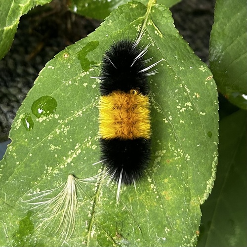 Spotted Tussock Moth
