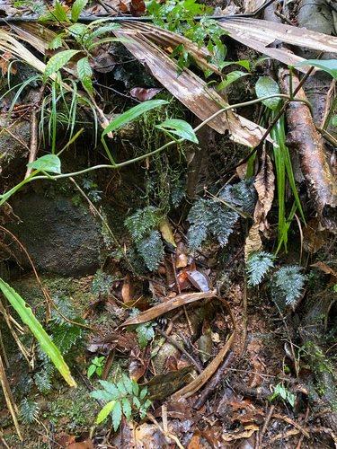 Abrodictyum dentatum