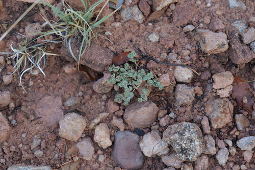 Euphorbia fendleri