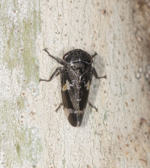 Eurymeloides punctata