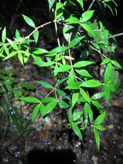 Alyxia ruscifolia