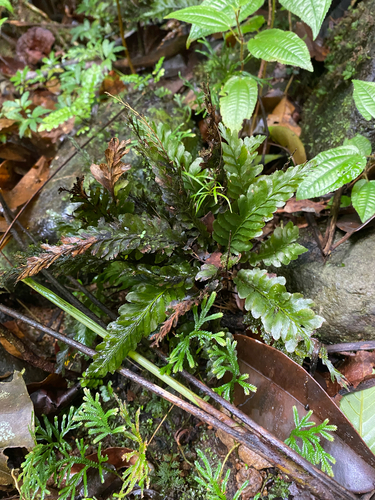 Cephalomanes atrovirens