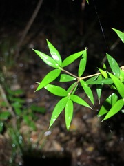 Alyxia ruscifolia