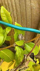 Cornu aspersum