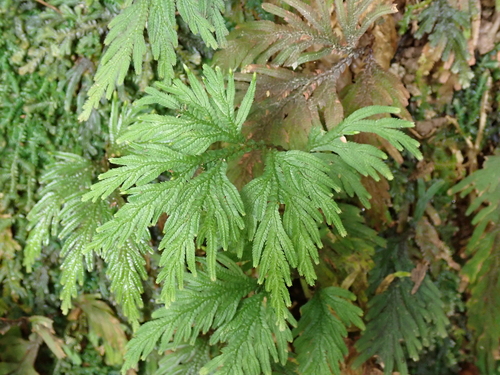 Selaginella biformis observed 2026-09-06