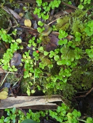 Nertera granadensis, photograph author not stated, no rights reserved