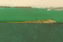 Phelsuma kochi