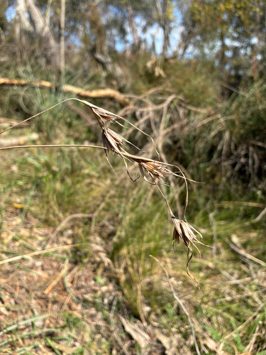 Kangaroo Grass