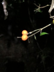 Alyxia ruscifolia