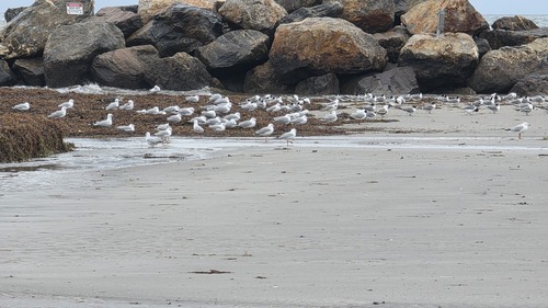 iNaturalist image