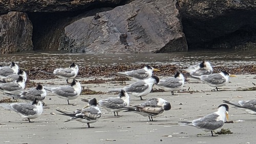 iNaturalist image