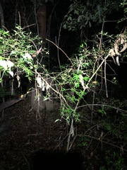 Alyxia ruscifolia