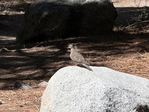 iNaturalist observation photo of Mourning Dove