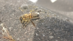 Apis mellifera