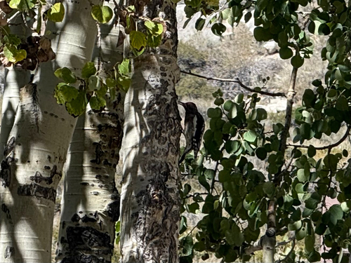 iNaturalist observation photo of Red-naped Sapsucker