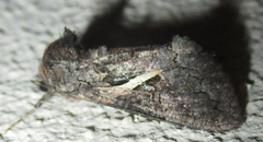 Vittaplusia vittata