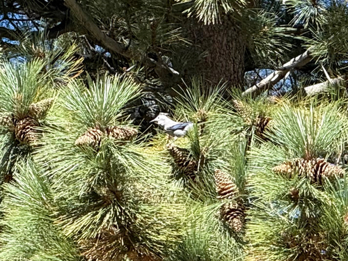 iNaturalist observation photo of Clark's Nutcracker