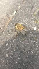 Apis mellifera