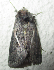 Vittaplusia vittata