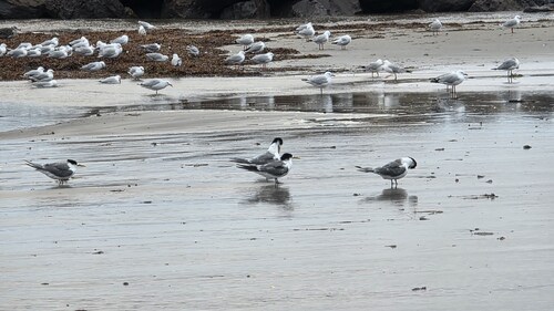 iNaturalist: (c) Johanna Williams, some rights reserved (CC BY-NC), uploaded by Johanna Williams iNaturalist image