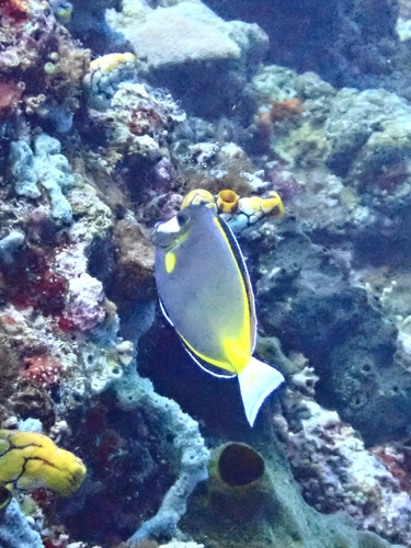 Acanthurus japonicus observed 2026-09-07