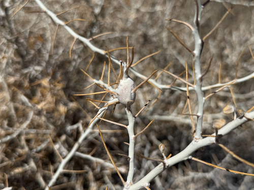 iNaturalist observation photo of Gall Wasps and Allies