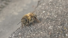 Apis mellifera