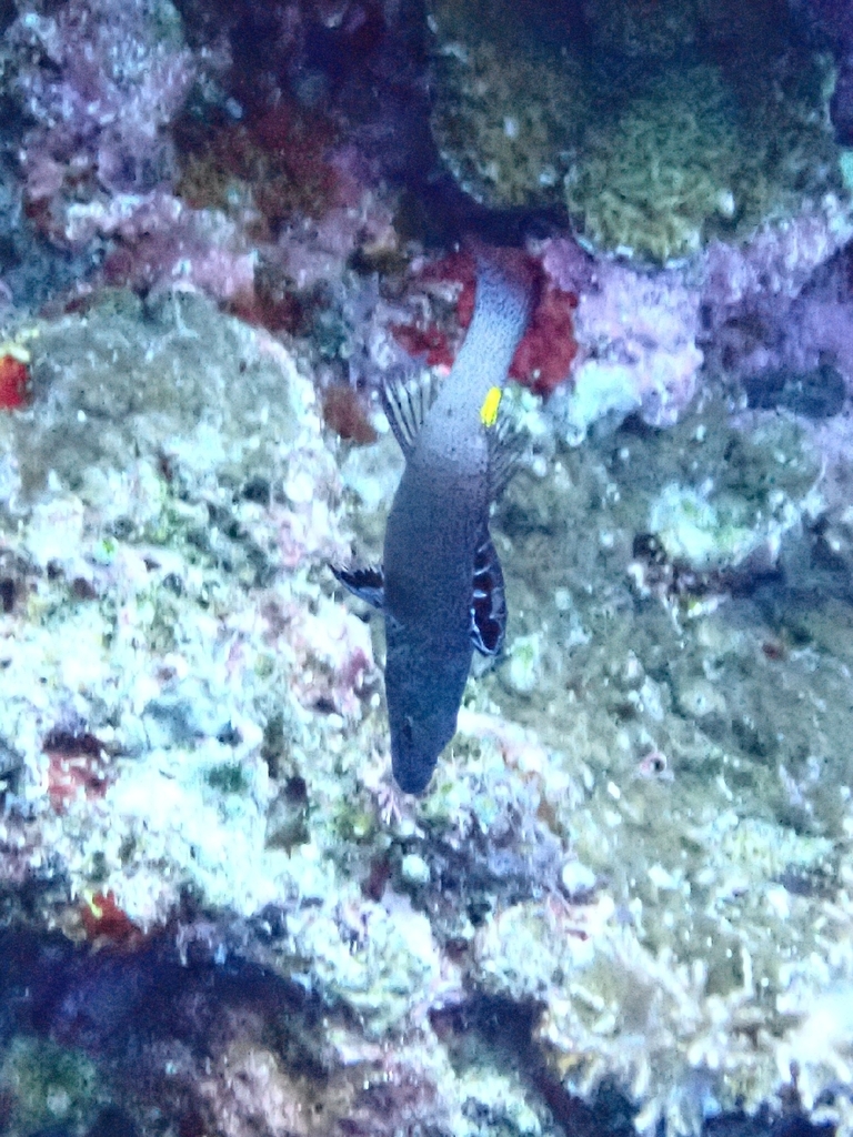 Arrow-headed Soapfish