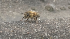 Apis mellifera